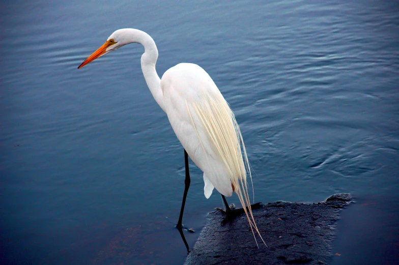 a white bird stands on the surface in water