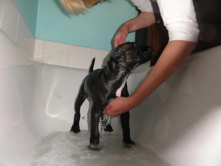 a person in a bath tub washing a black dog