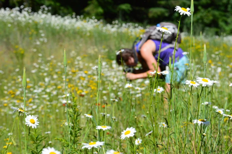 a hiker with a backpack walking through a field of wild flowers