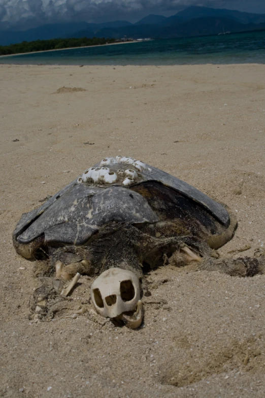 a green turtle's head lying in the sand