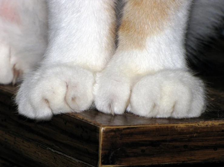 the claws of a cat are on a table