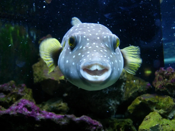 a puffer fish with yellow bill on it's head swimming in the water