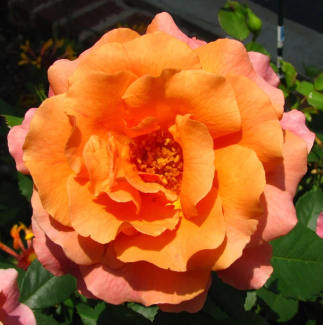 an orange rose with yellow stooping petals surrounded by green leaves