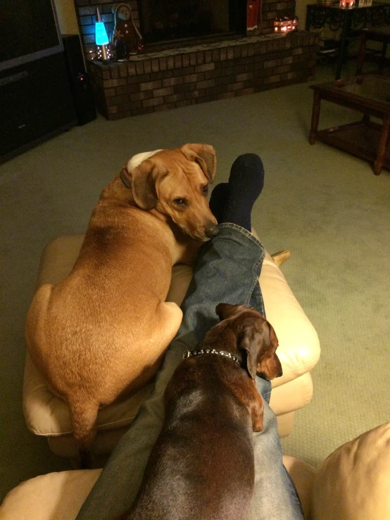 two dogs sitting on couches as one sleeps