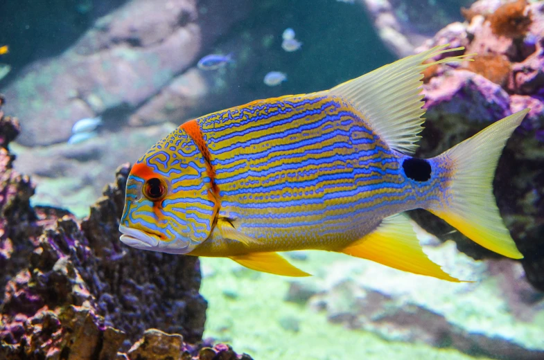 yellow and blue fish swimming next to some rocks