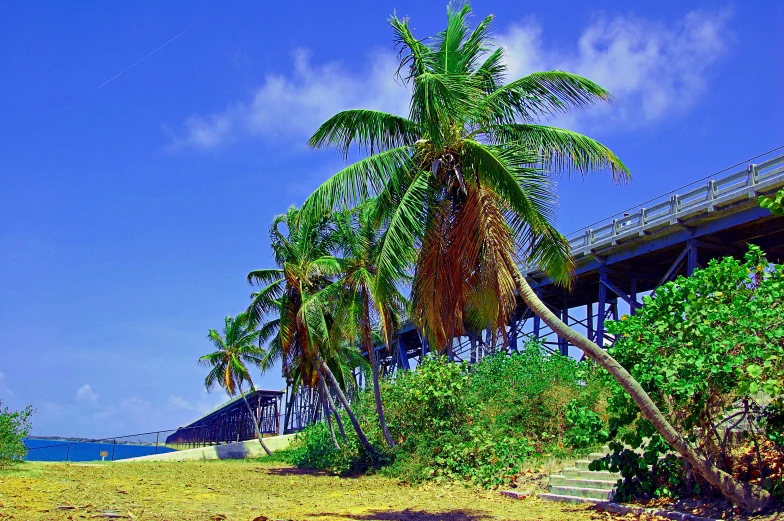 the beach has tall palm trees beside it