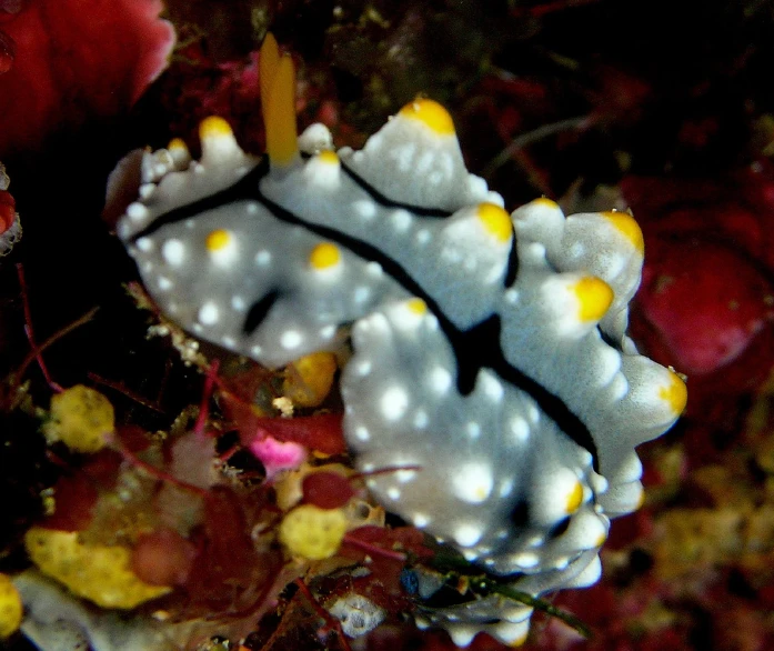 a bright colored coral with yellow and white details