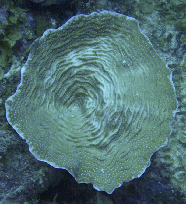 a green algae that has a swirly look to it