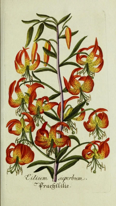 a drawing of orange and red flowers in color