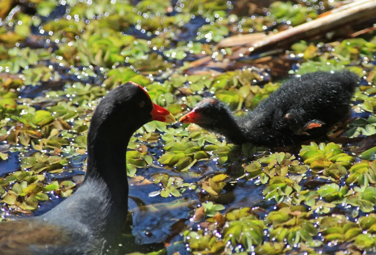 two ducks, one black and one red, are surrounded by water lilies