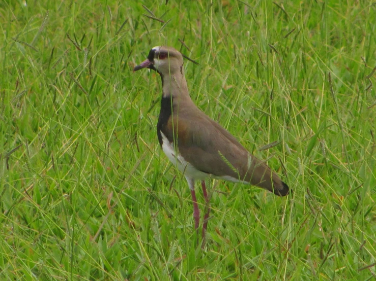 a bird that is standing in some tall grass