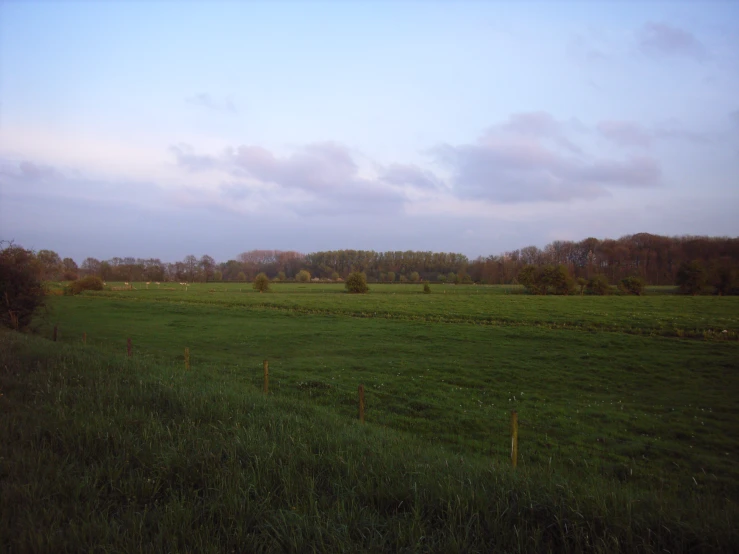 a grassy field with trees and cows grazing in the distance