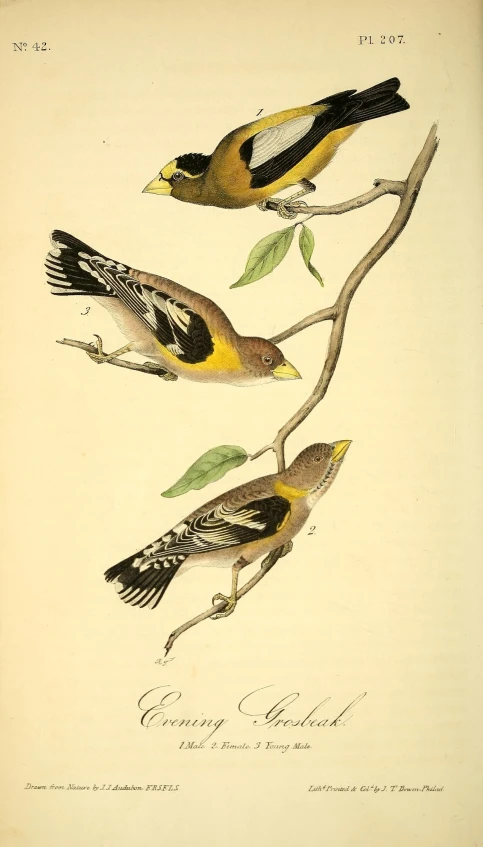 three birds on a nch with leaves