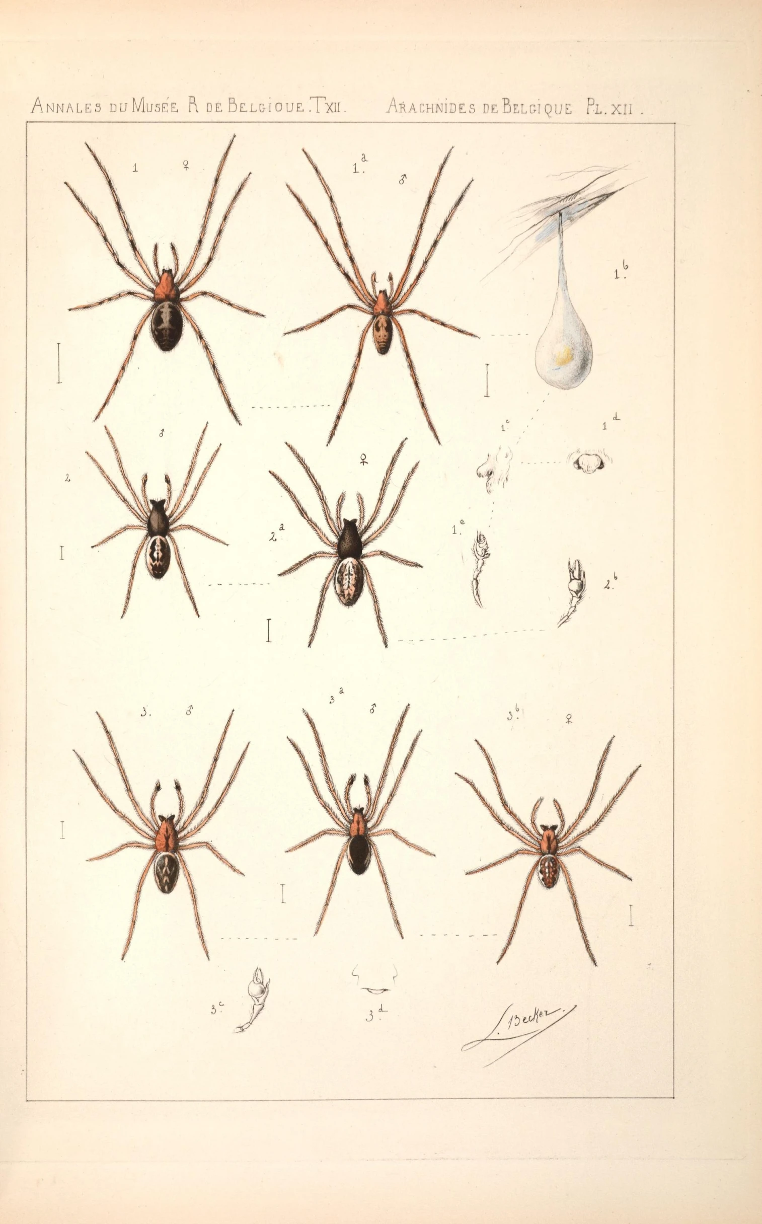 an antique picture of a spider from the insect atlas