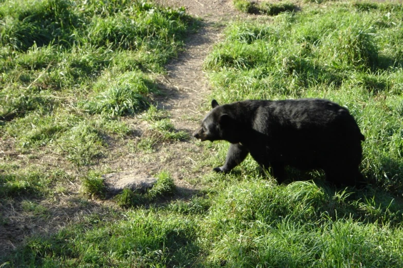 there is a black bear on the grass