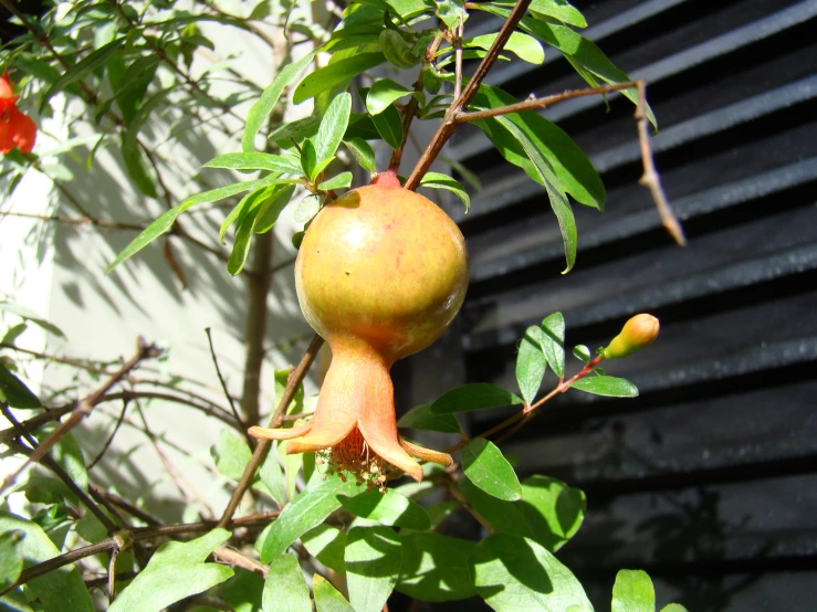 a fruit tree with orange fruits growing