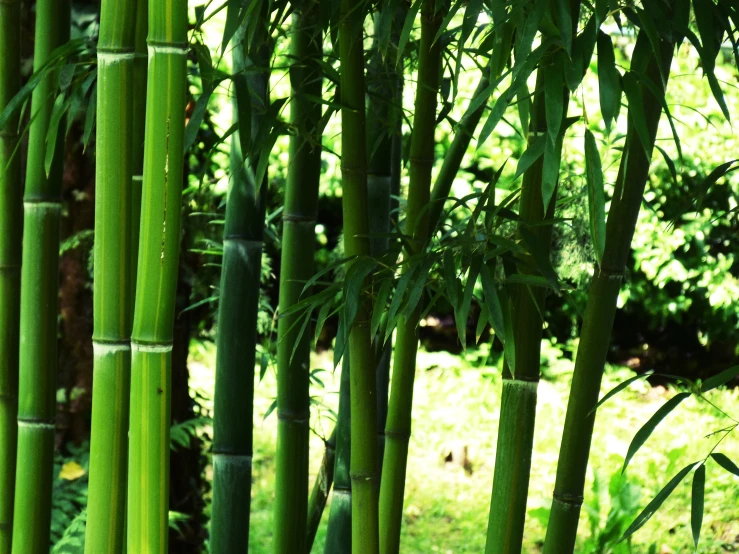 several tall green bamboo trees standing near each other