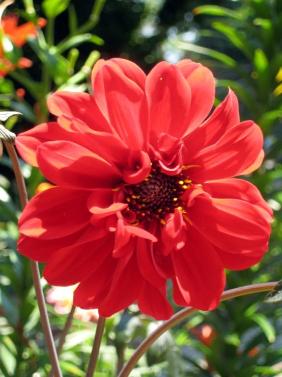 large red flower in the middle of many bushes