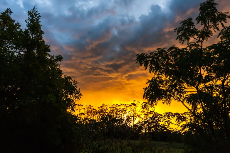 the view from the ground with several trees at sunset