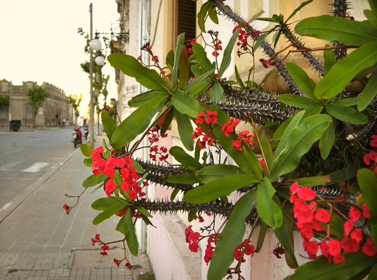 a bush on the side of a street that has red flowers