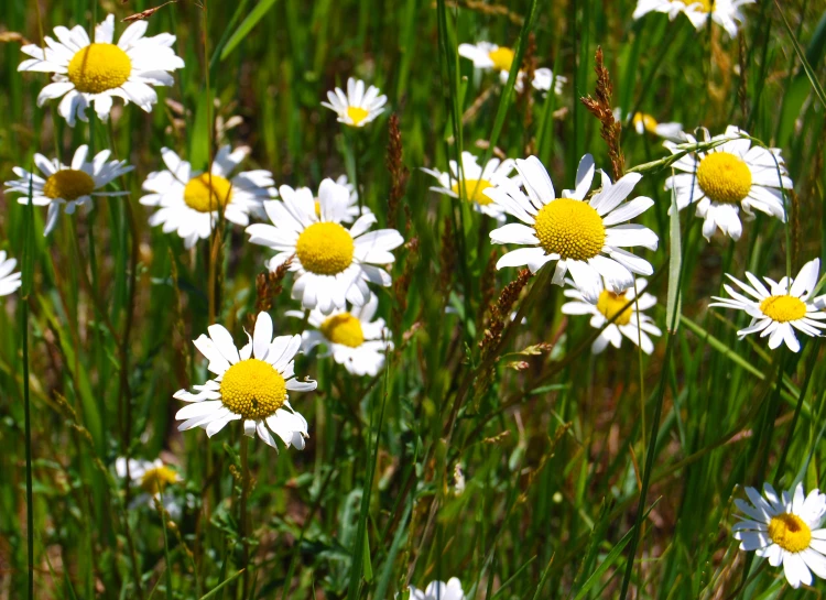 daisies and grass in the field near the shoreline