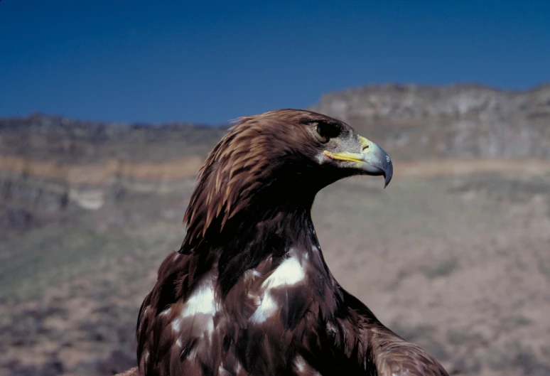 an eagle perched on a mountain, with hills in the background