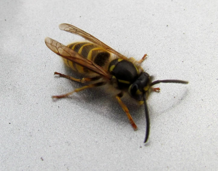 an image of a big insect on the ground