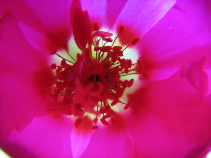 closeup image of bright pink flower blooming on the plant