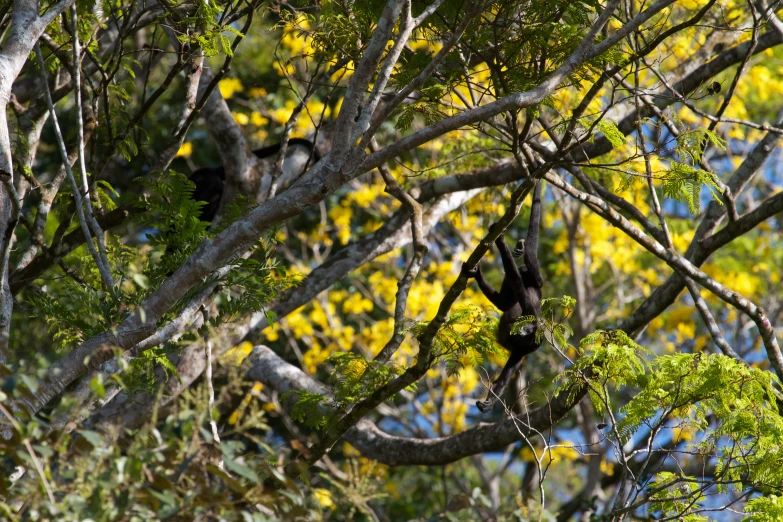 a monkey is hanging in the tree top