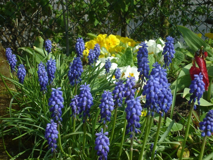 blue and yellow flowers in the sun and some grass