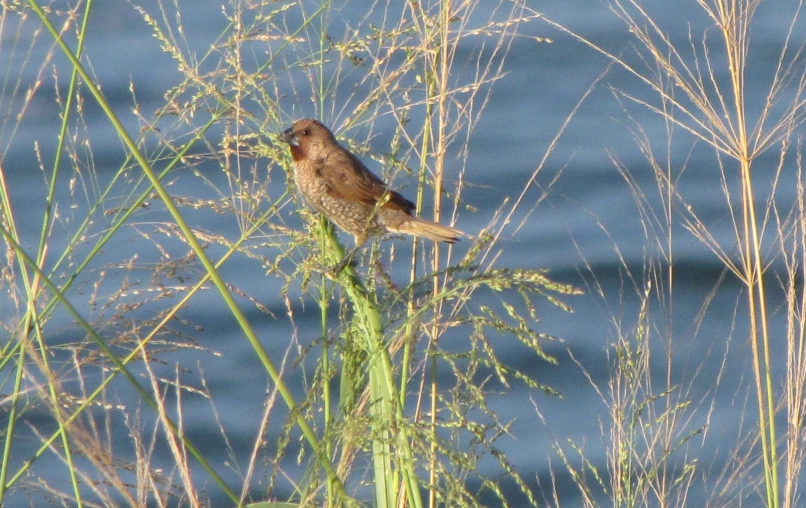 a bird is perched on top of tall grasses