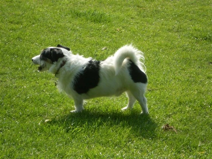 a small dog that is standing in the grass