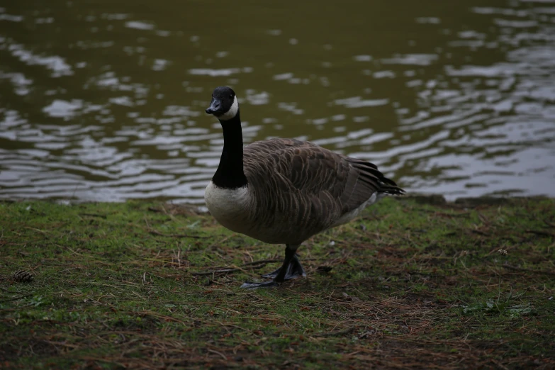 a goose walks on the grass near the water