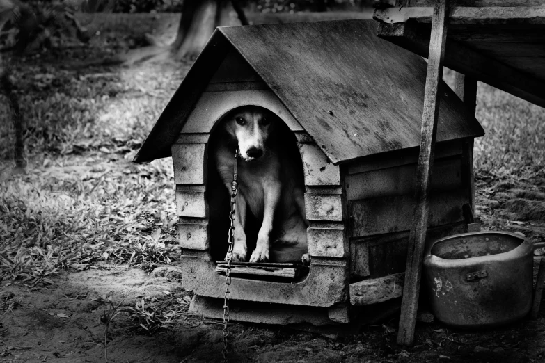 there is a dog house with a dog in it