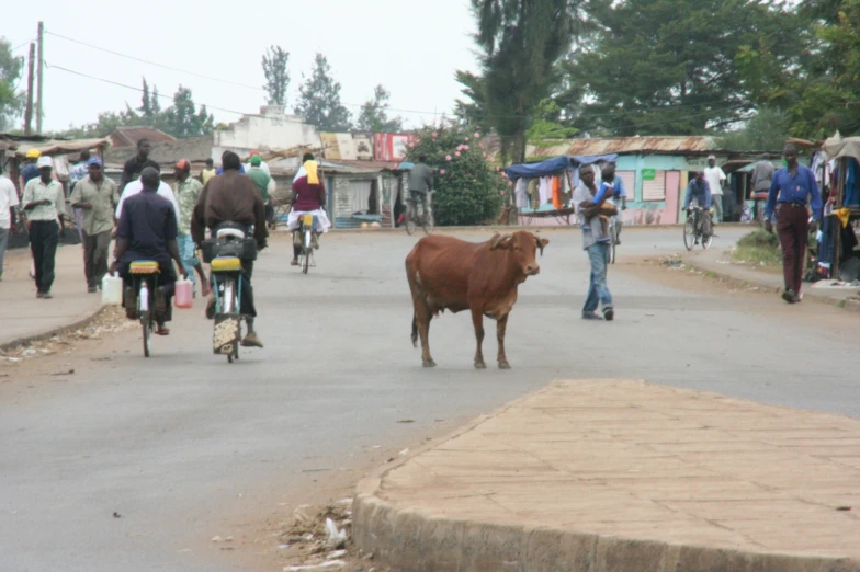 a bull is standing in the middle of a road