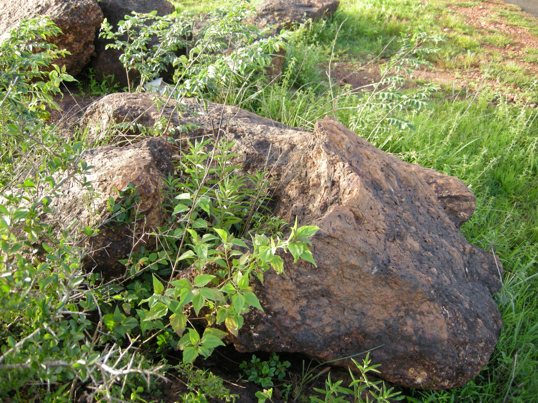 large rocks sitting in the grass near some trees