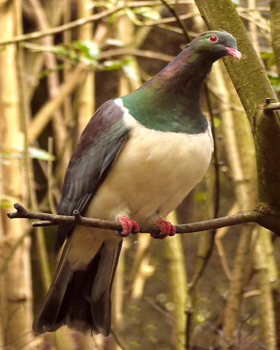 an elegant bird perched on a tree limb in the woods