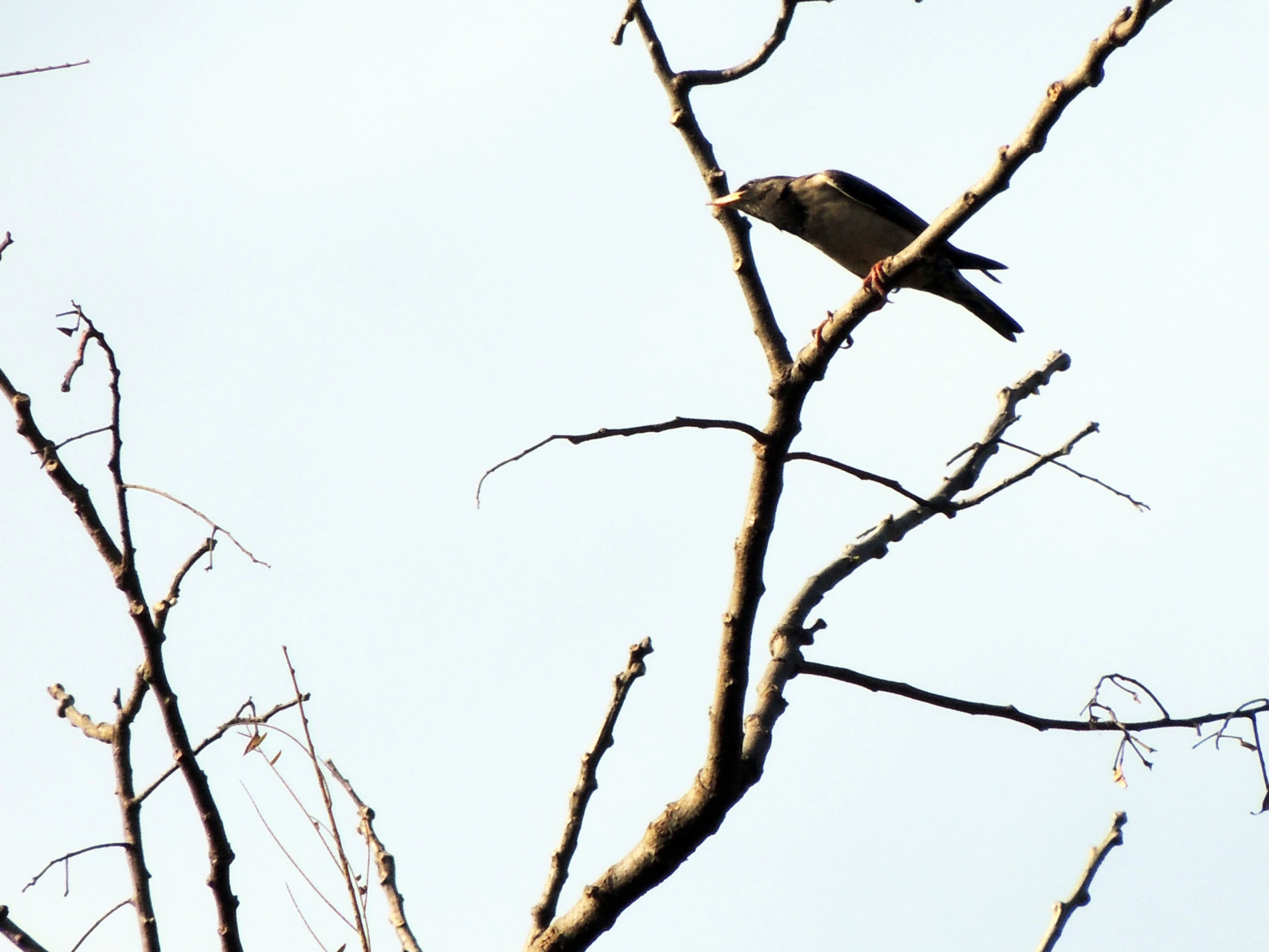 a bird is perched on top of a tree nch