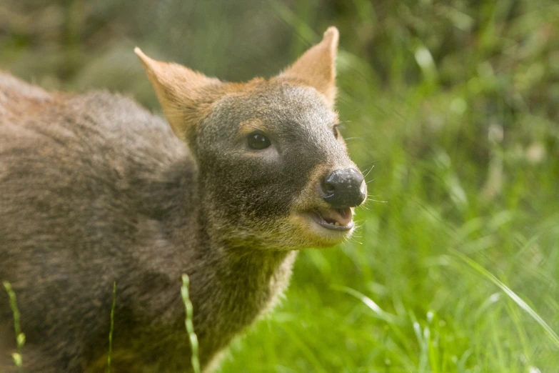 a small brown animal standing on top of a lush green field