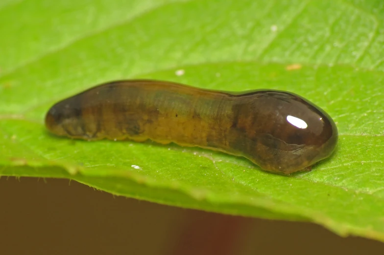 a small brown caterpillar on a green leaf