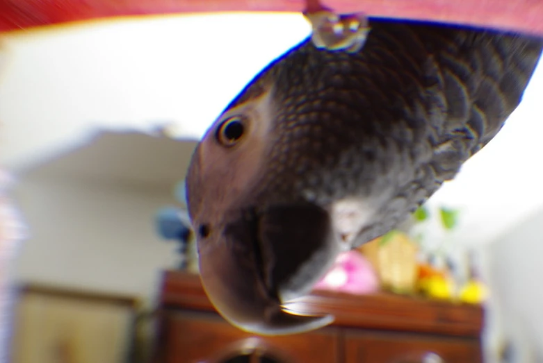 a parrot looking at its food in a kitchen