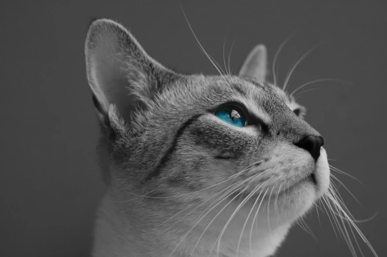 a gray cat has blue eyes and is looking straight ahead