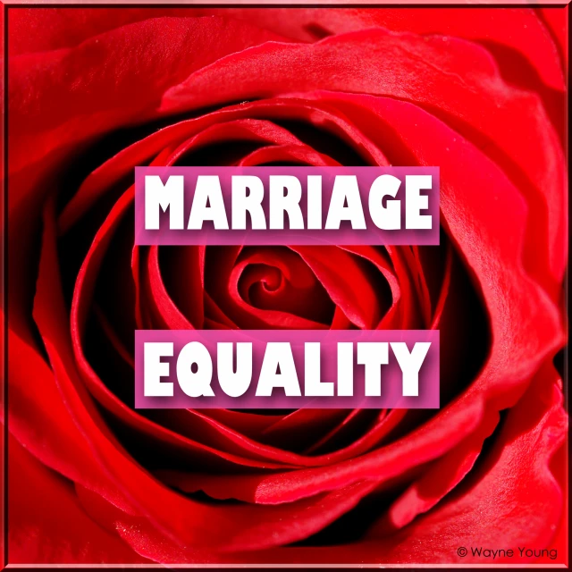 a red rose with a text that reads marriage and equality
