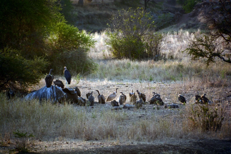 a group of birds that are in the grass