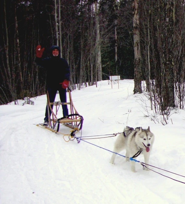 a man is pulling a sled with two huskys