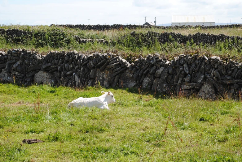 a sheep sitting in a grassy area next to a stone wall