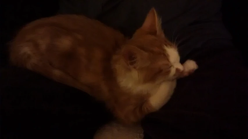 a cat resting its head on a stuffed animal