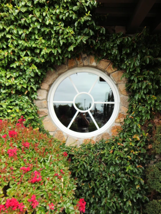 a window with a window pane and a lot of flowers around it