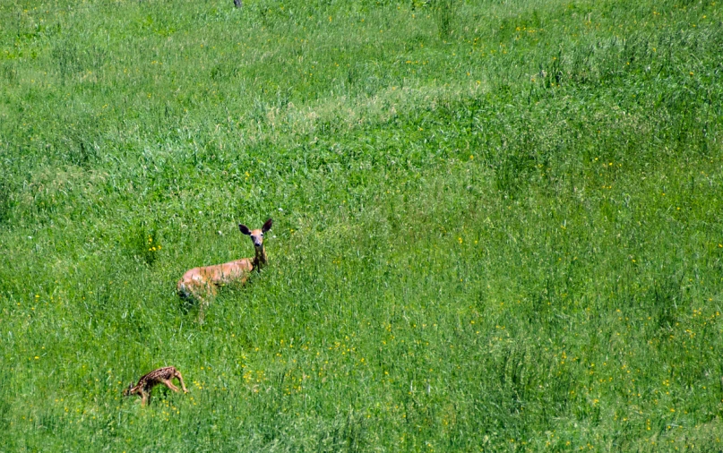 an animal in a field with grass and flowers