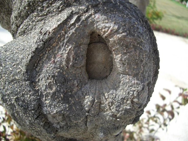 the inside of a round tree trunk